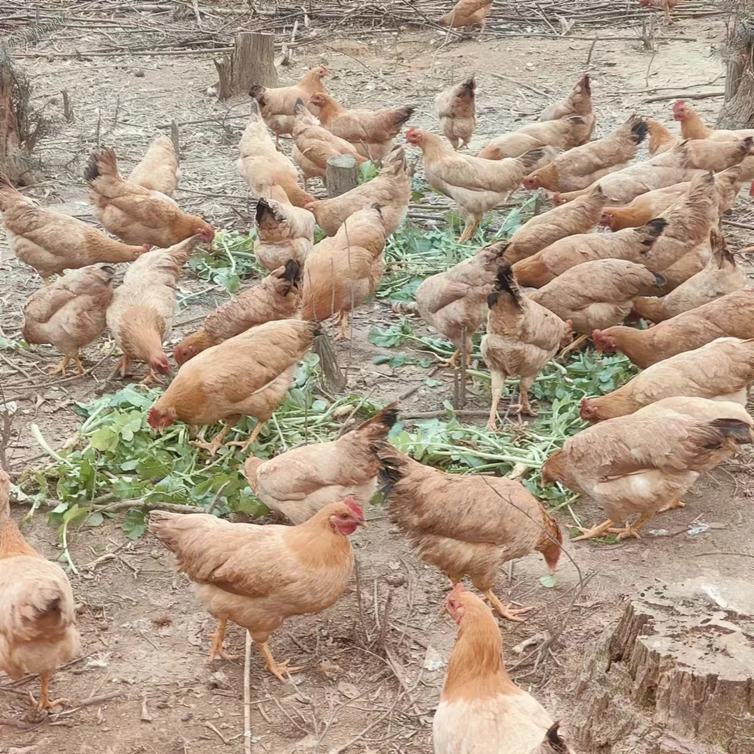 原生态林下散养土鸡一只