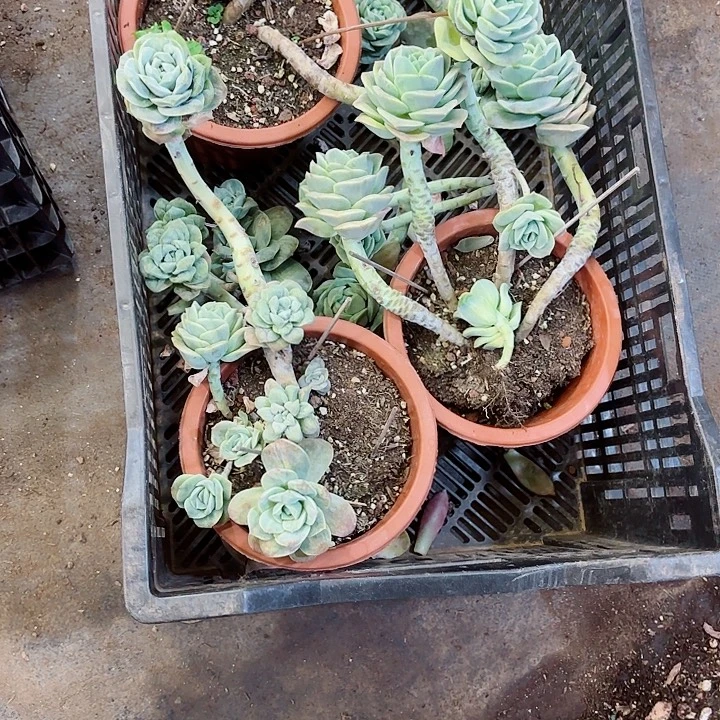 小***王可爱玫瑰石化三颗