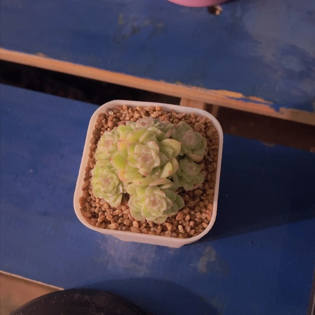 拒**虑灵犀珍妮，多肉植物，