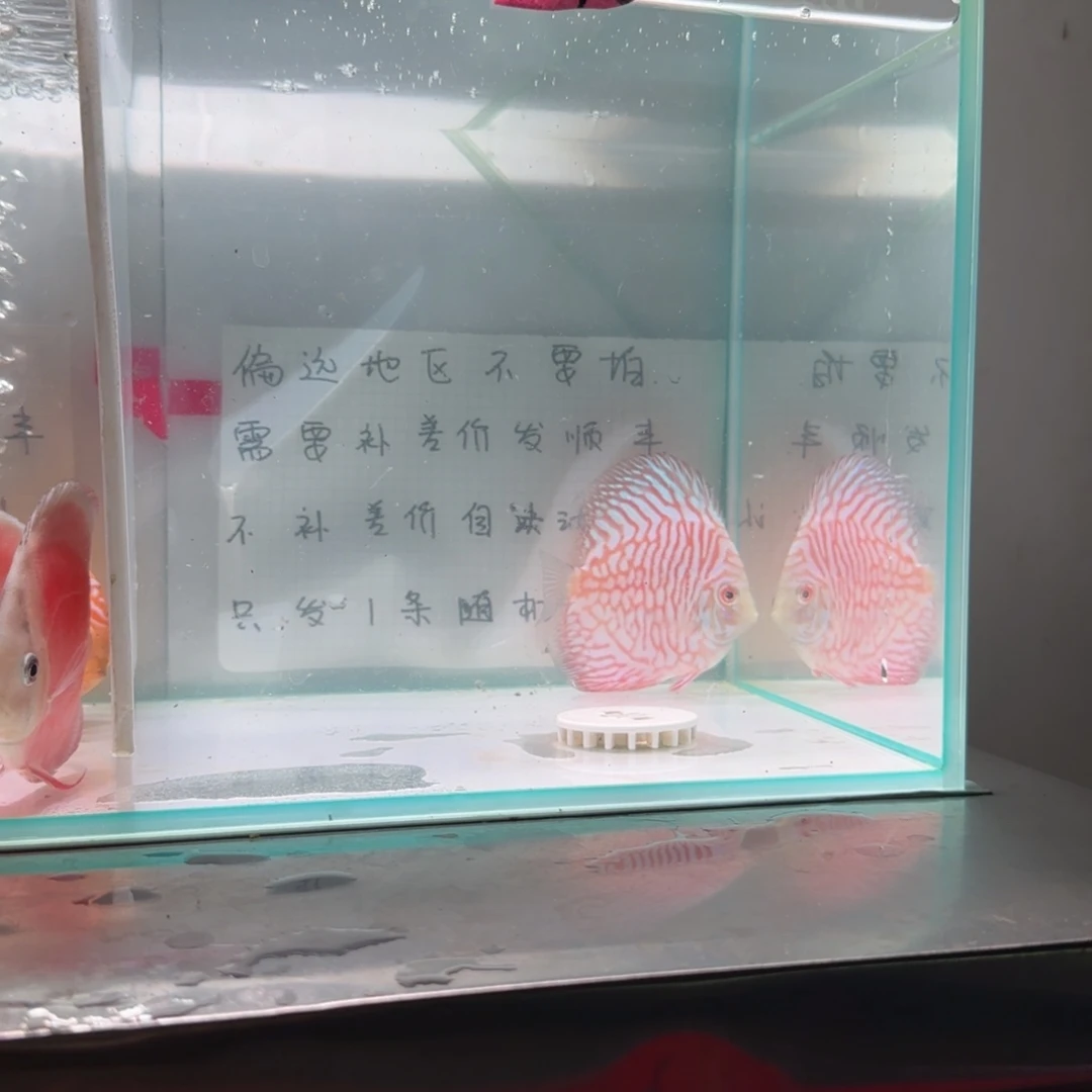 七彩神仙鱼七彩神仙8-11