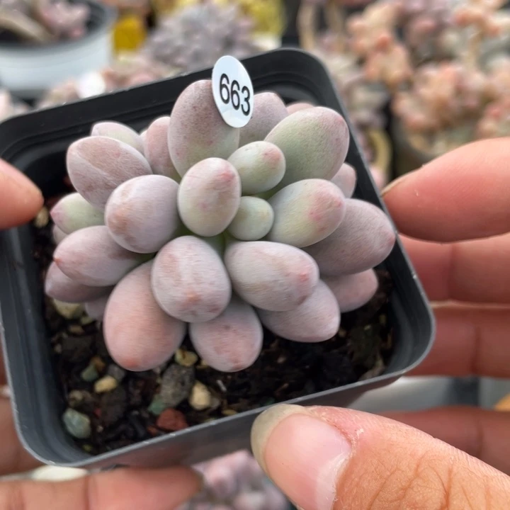 桃花奶酪多肉植物