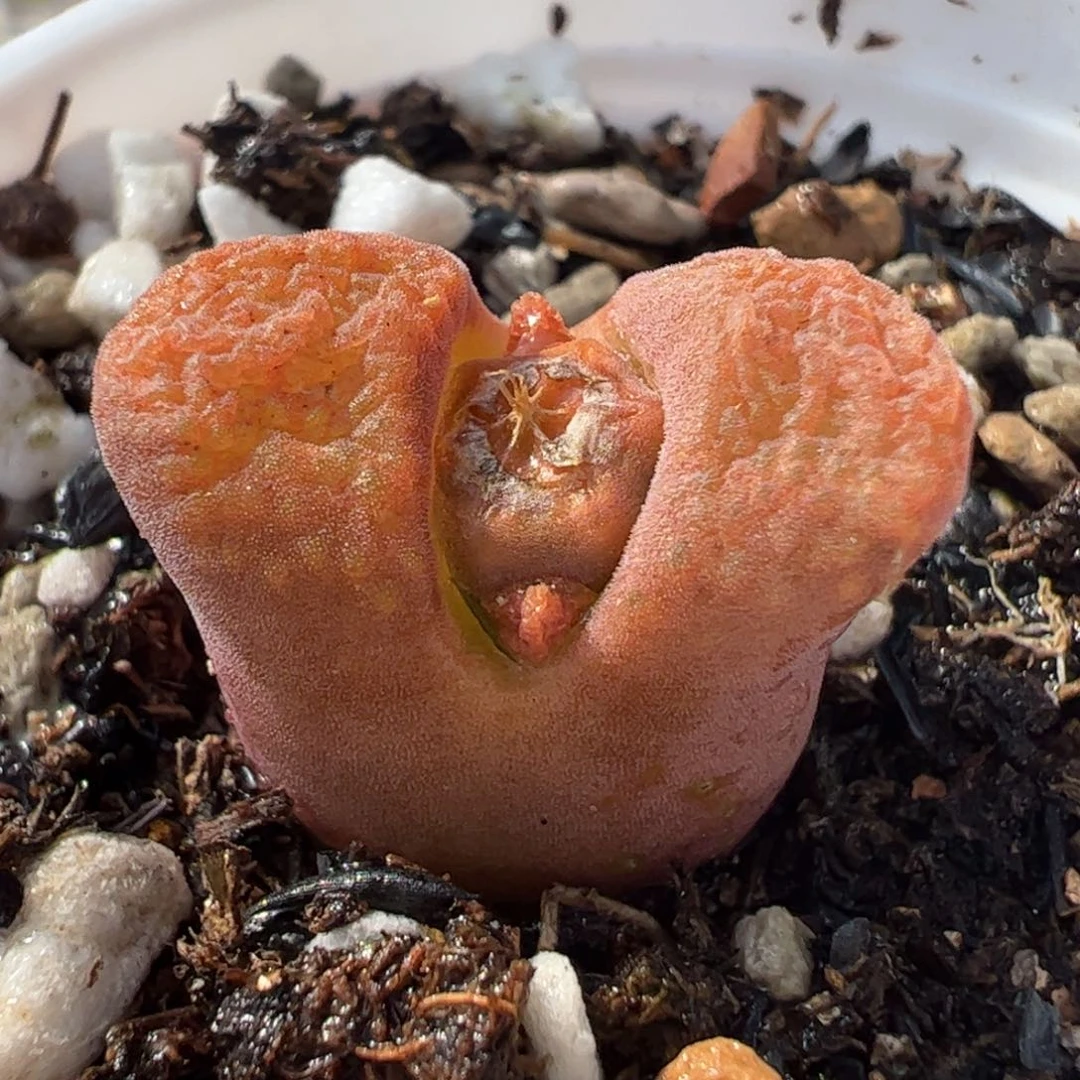 741多肉植物组合