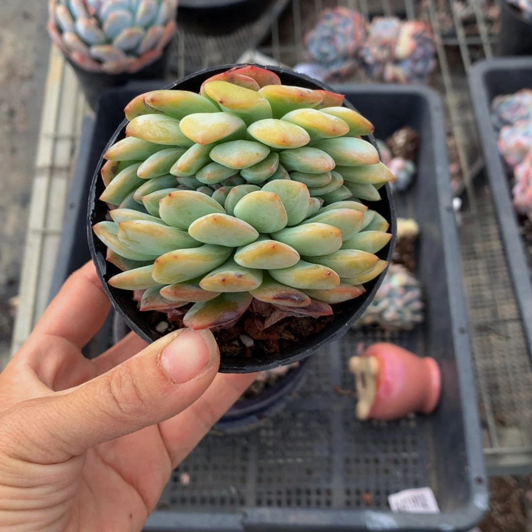 42564嗯嗯嗯我真的好想要