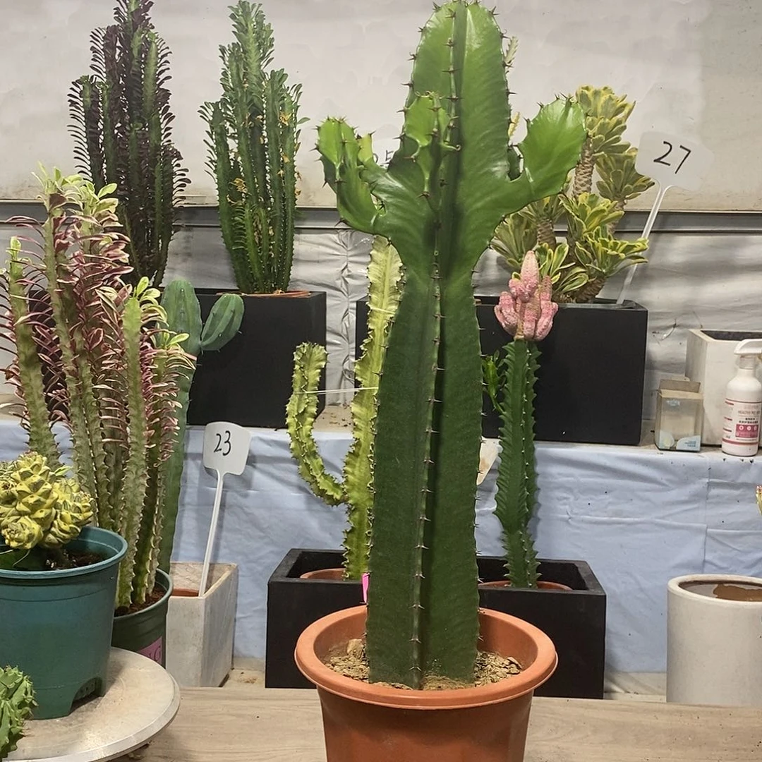 当前无花朵，栽培后可花朵小戟阁一物一拍