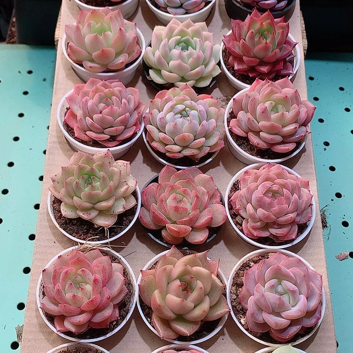 3-量拍品质保证带盆18颗19.9米