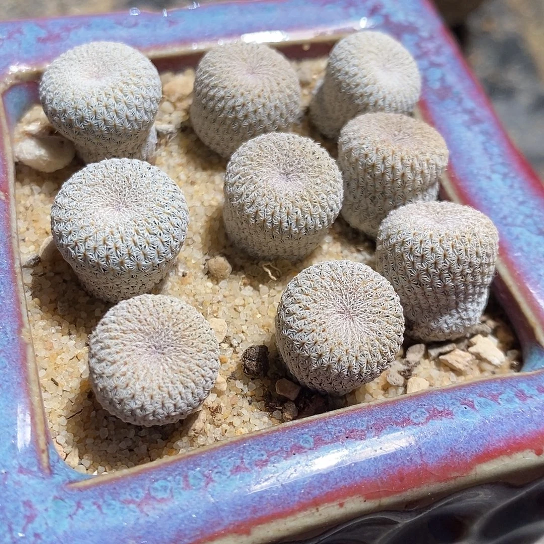 一颗月世界。 买二送一。