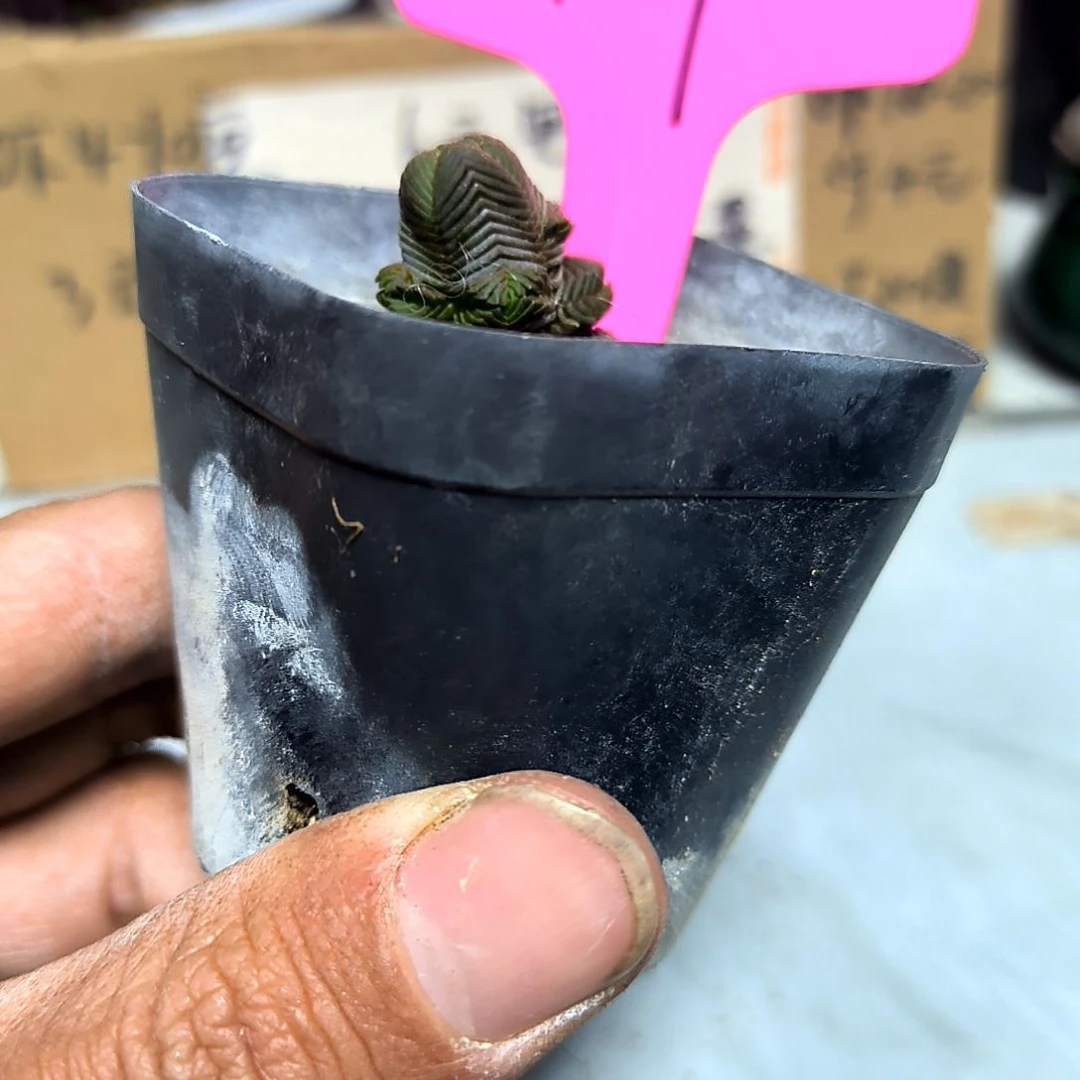 满6元包邮，绿塔，109号