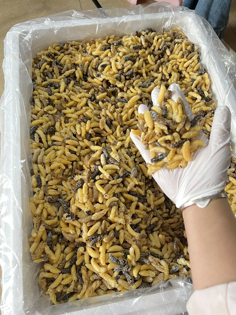 【蜂多多】2025七里黄脚树蜂1234级蜂蛹下酒菜，冷链发货顺丰包邮