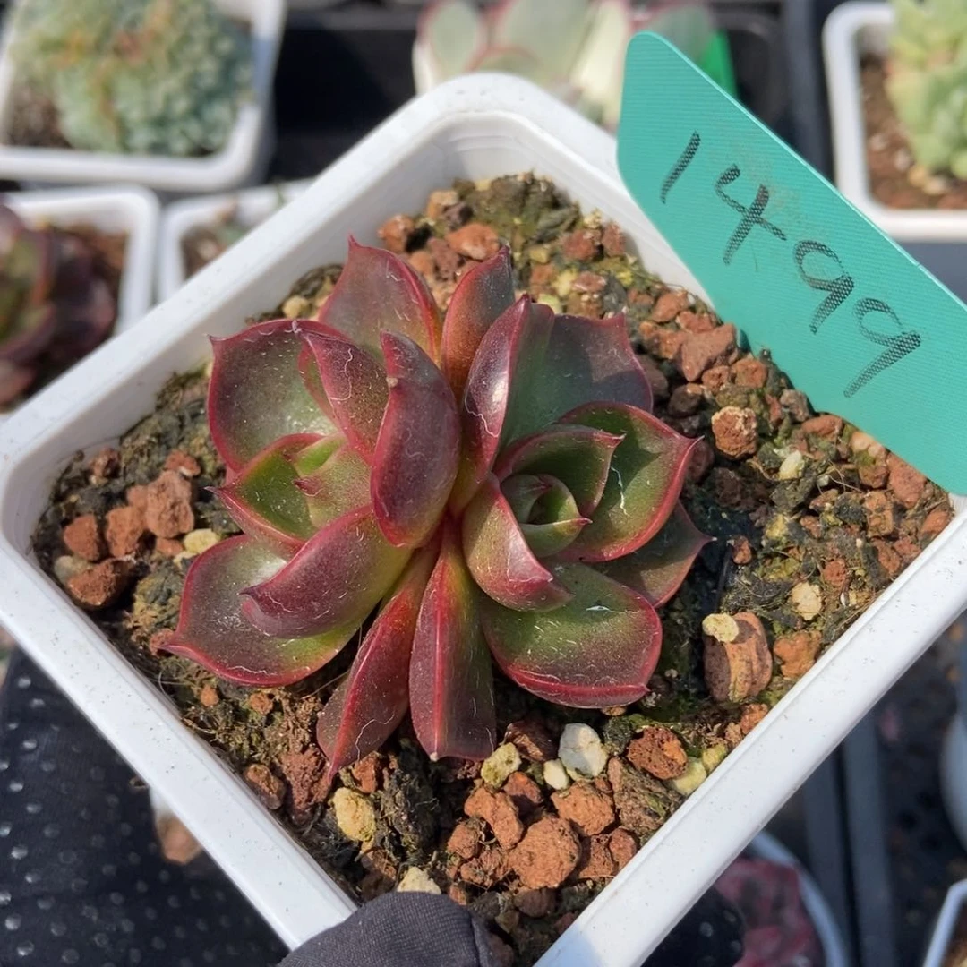 1499红灯多肉植物保护
