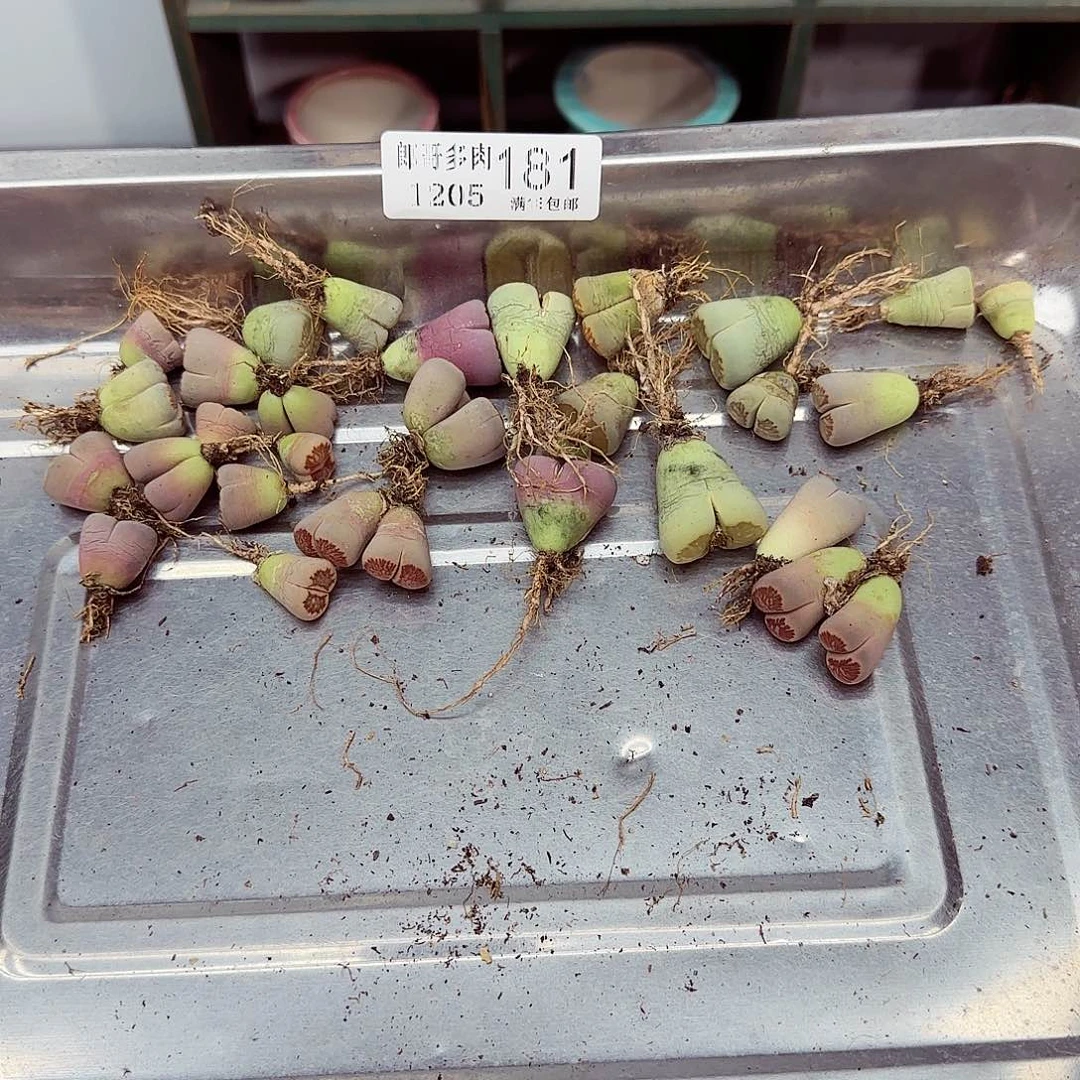 呦***柚满满18包邮1205-181