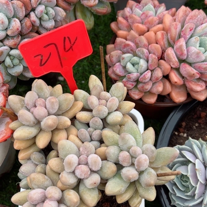 274粉恋平平安安健健康康