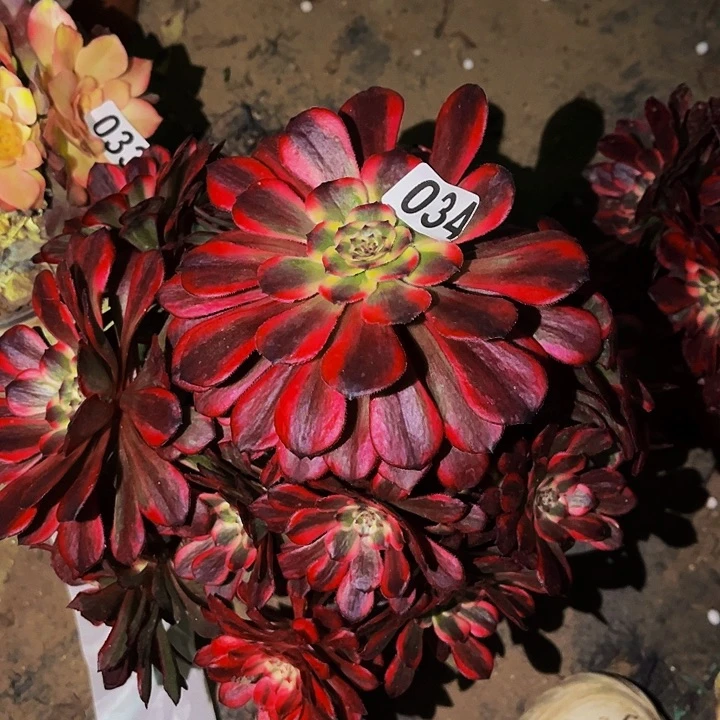 034烟花多肉植物处理不售后