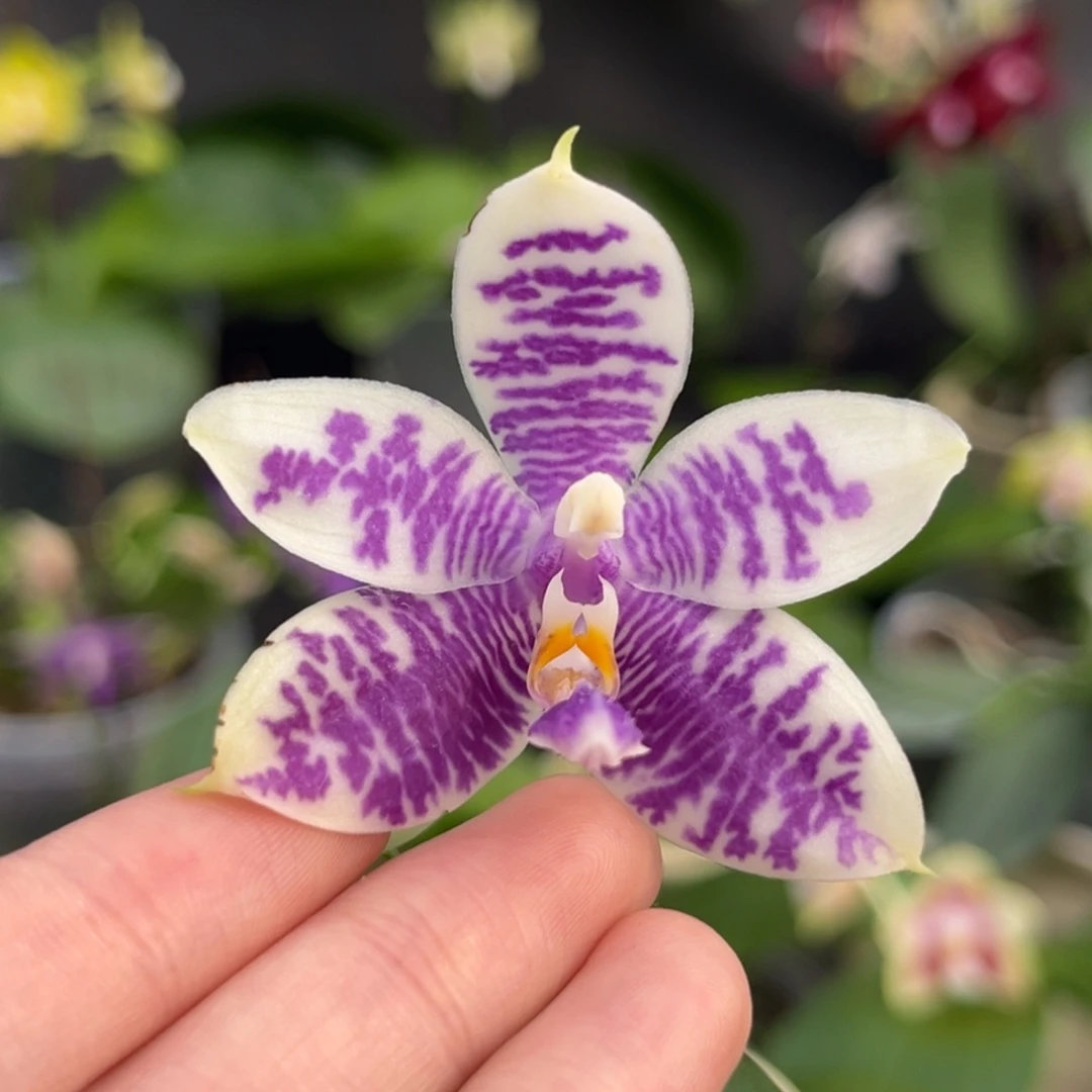 完全开放2.5寸3288开花株