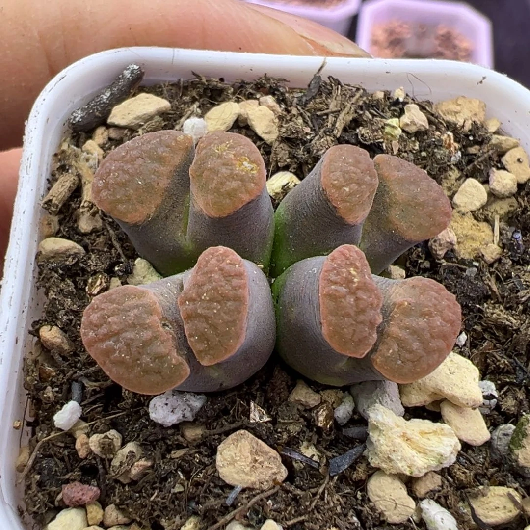 58号磁铁福利特。。。。。。。