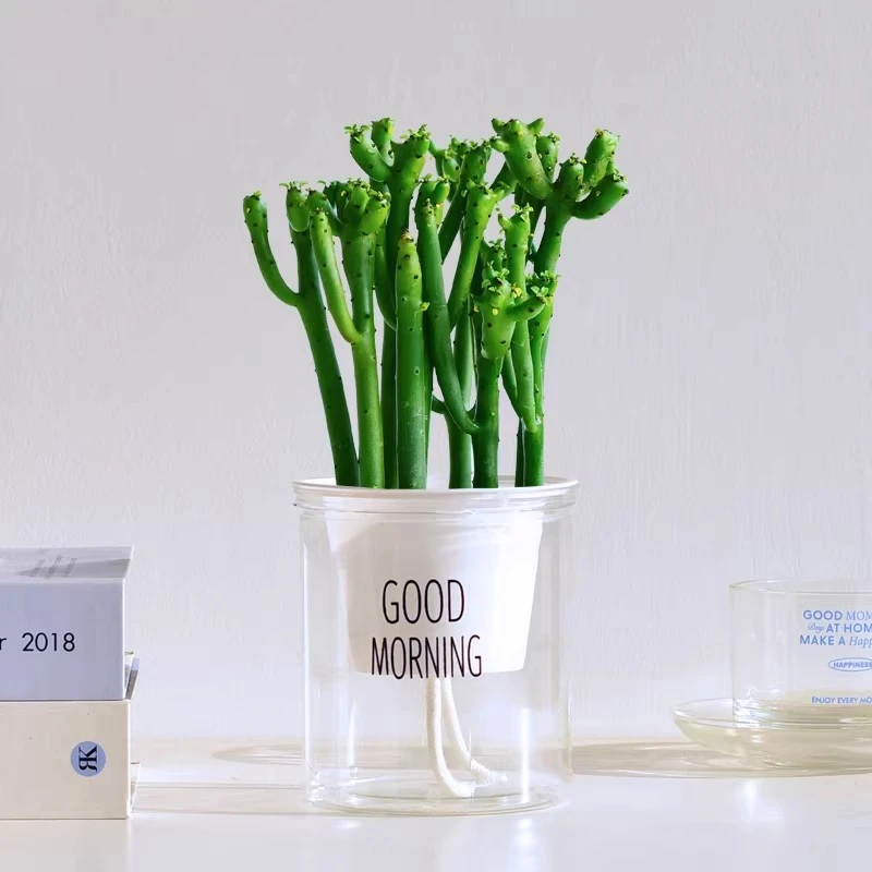 镜绿室内好养小绿植珊瑚树自吸水培植物盆栽懒人花卉桌面净化空气