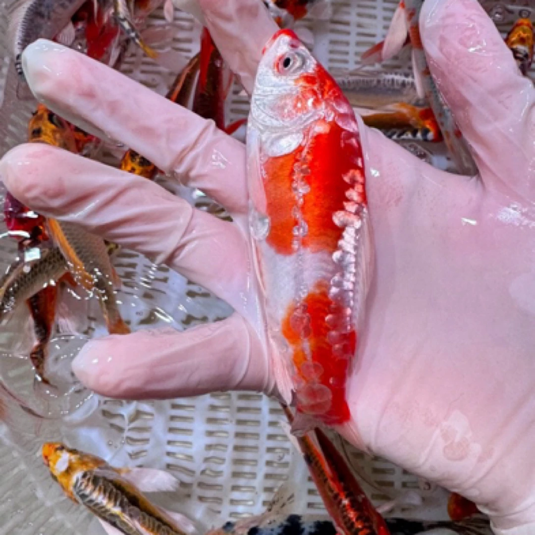 12只 12-16公分 大尺寸【德系龙系】锦鲤  多品种  花色搭配发货