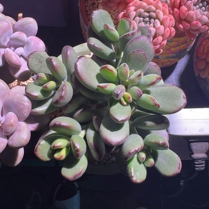 乒乓熊 群生 一物一拍