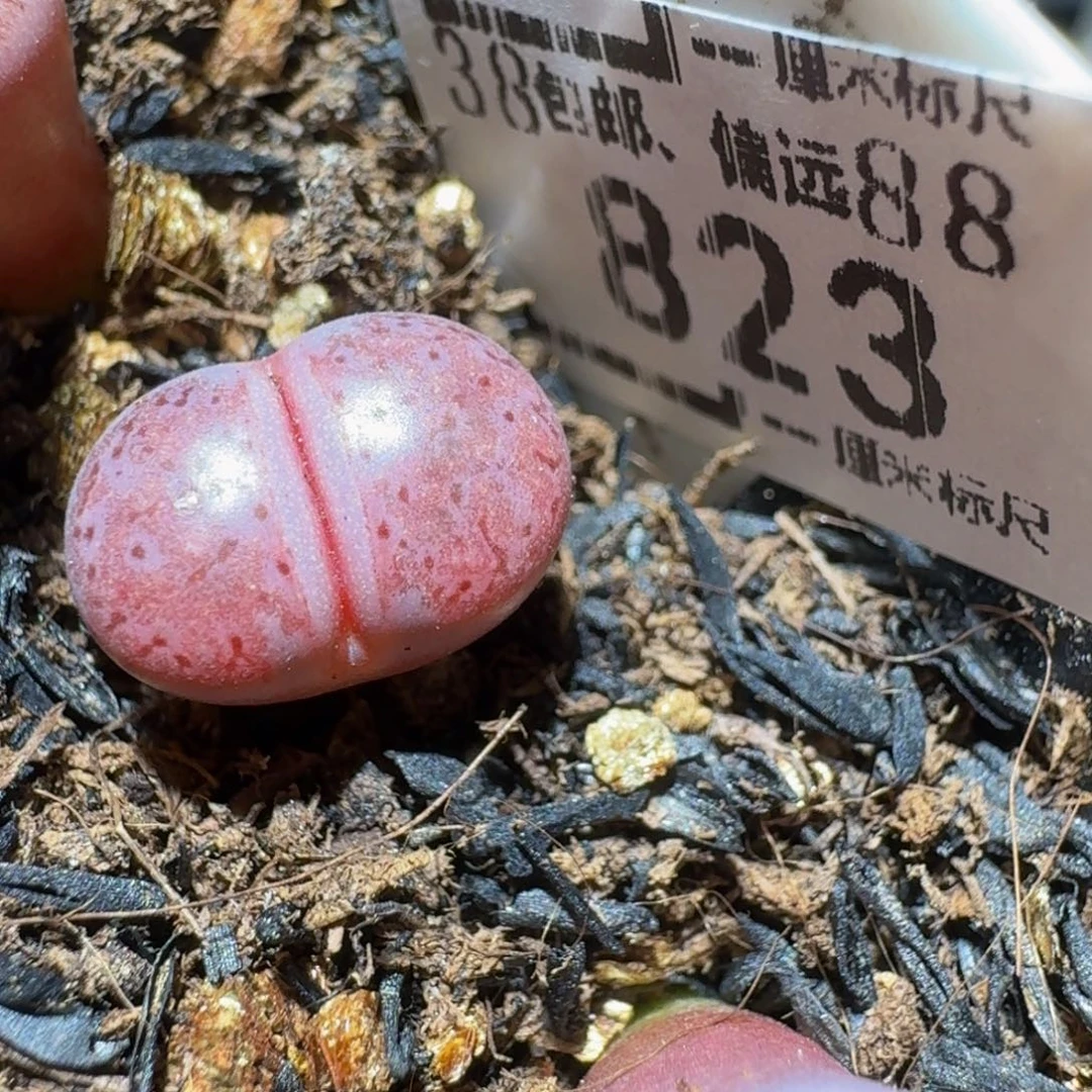 Ssss精品生石花823