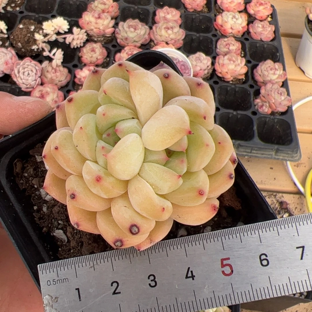 养****?563多肉植物组合盆栽