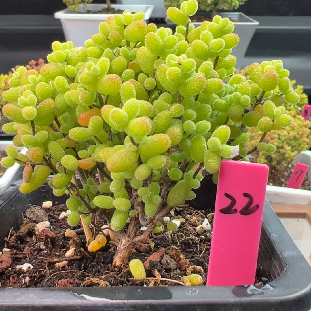 金桔糖球22号10cm盆