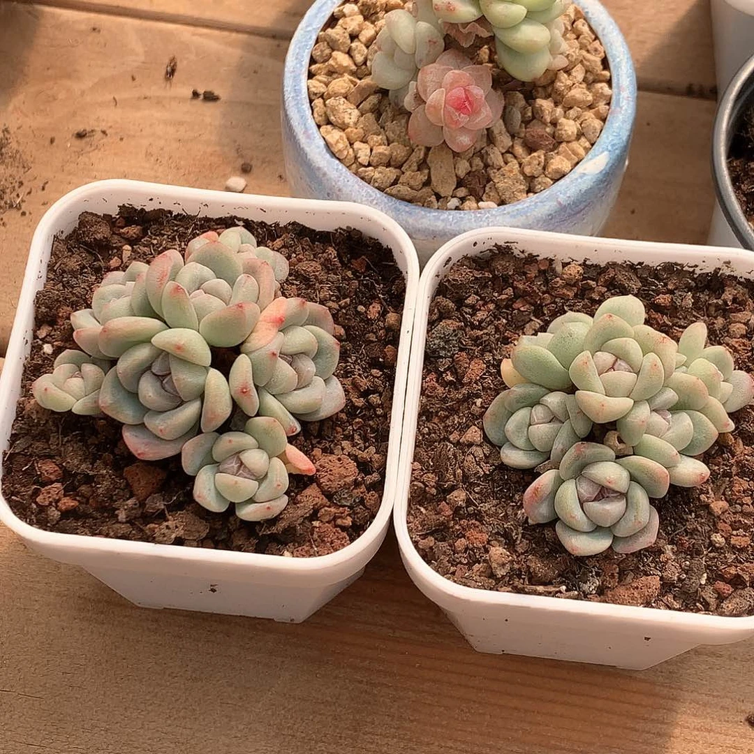 冰玉冰玉冰玉冰玉冰玉