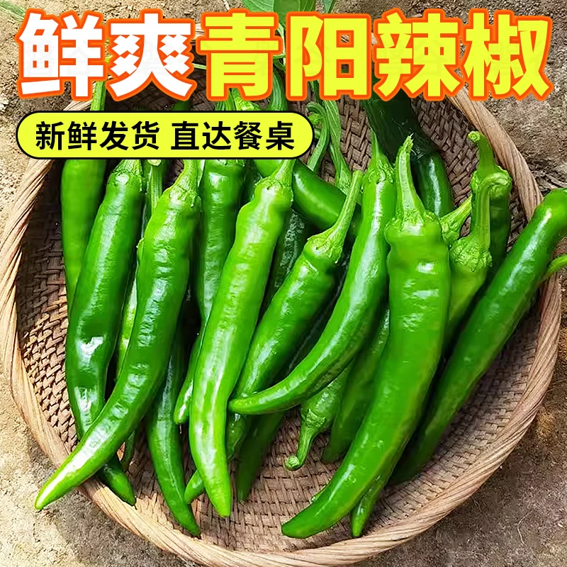 山东青阳辣椒新鲜薄皮辣椒香辣青辣椒农家土辣椒3斤/5斤包邮