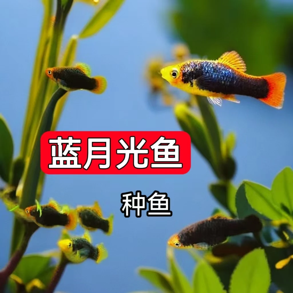 蓝月光鱼皮球鱼便宜胎生鱼黑尾月光小型热带观赏鱼好养耐不用打氧