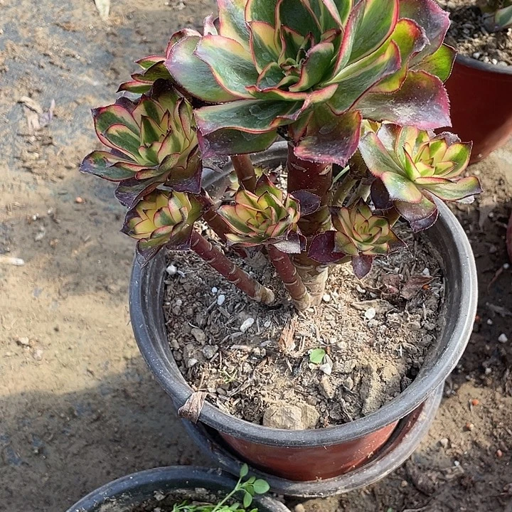 法师植物魅影法师481