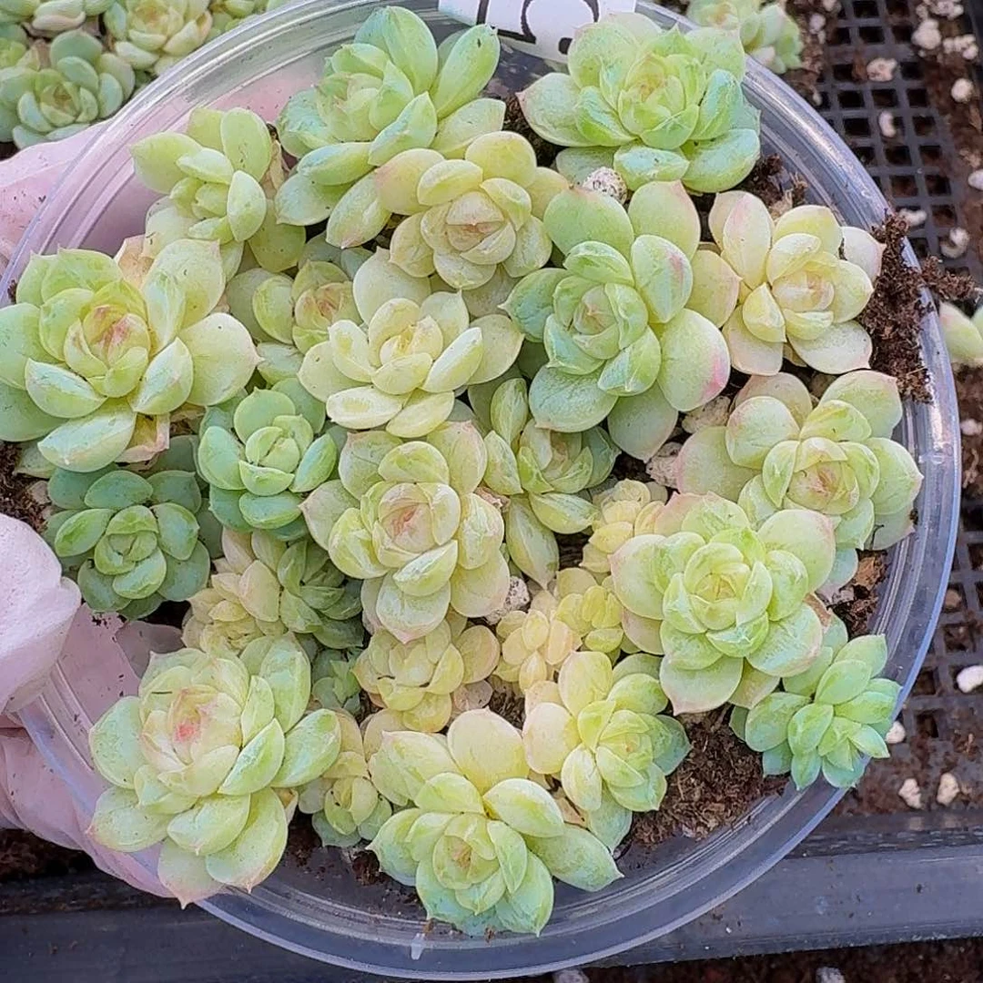 多肉植物多肉植物590