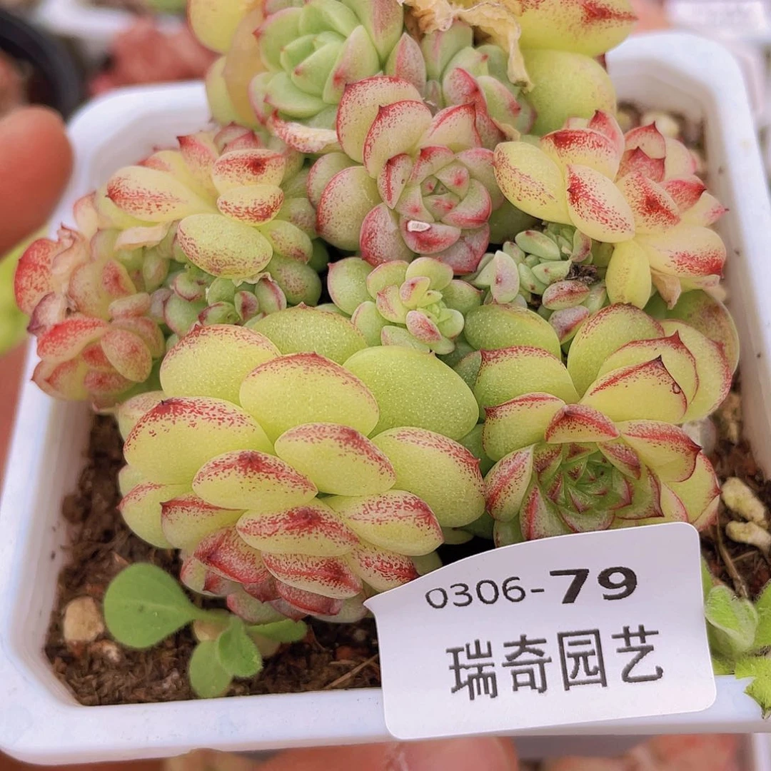 0000000000079一物一拍