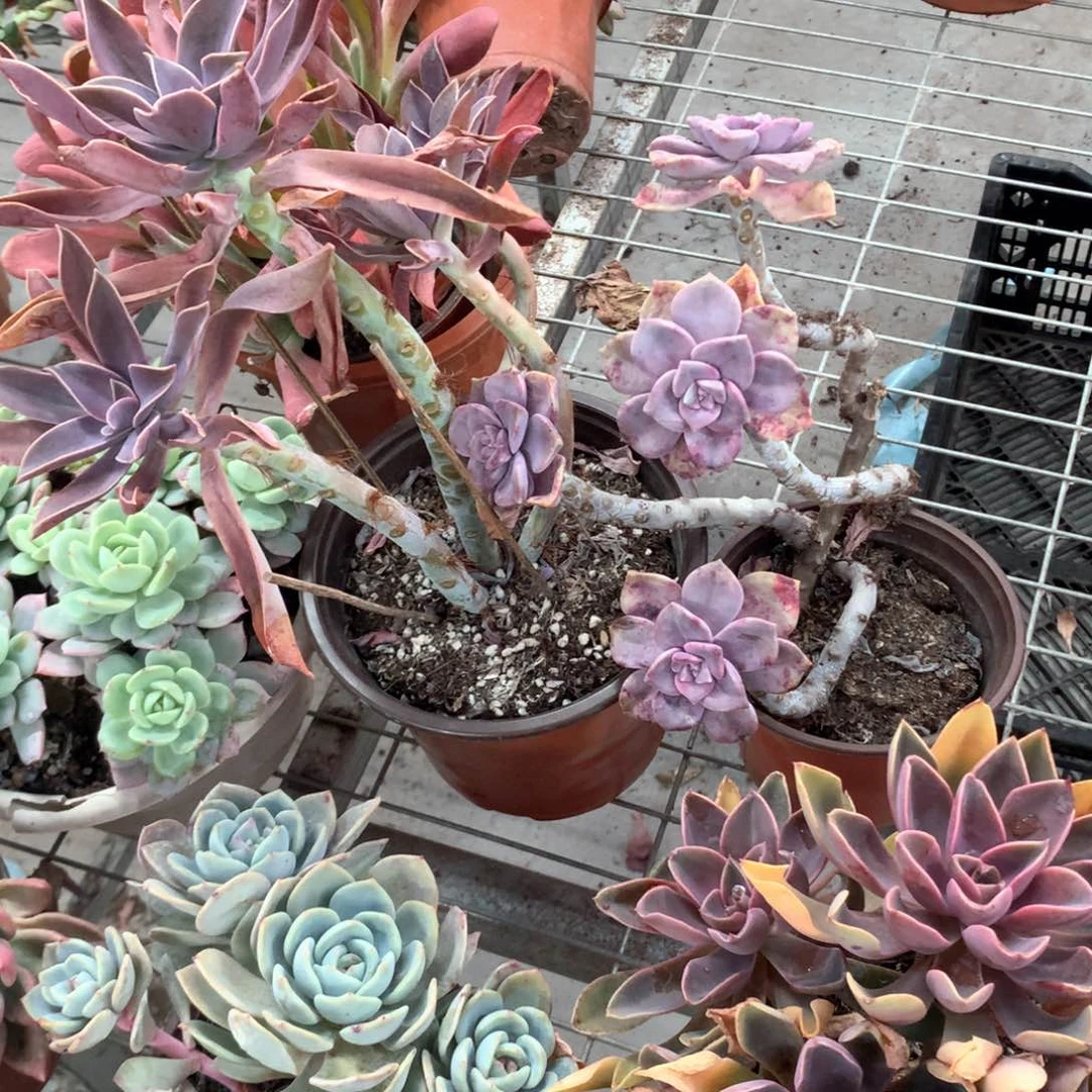 爱**智太妃糖➕紫乐