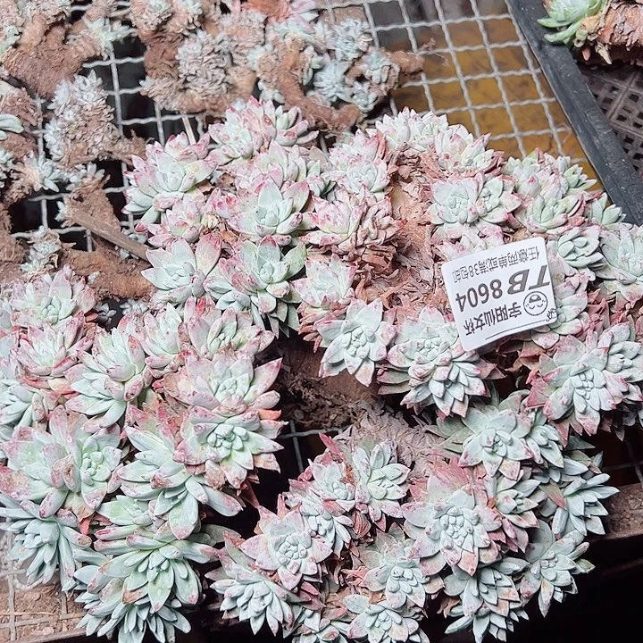 8604刘丹白雪仙女杯多肉瑕疵