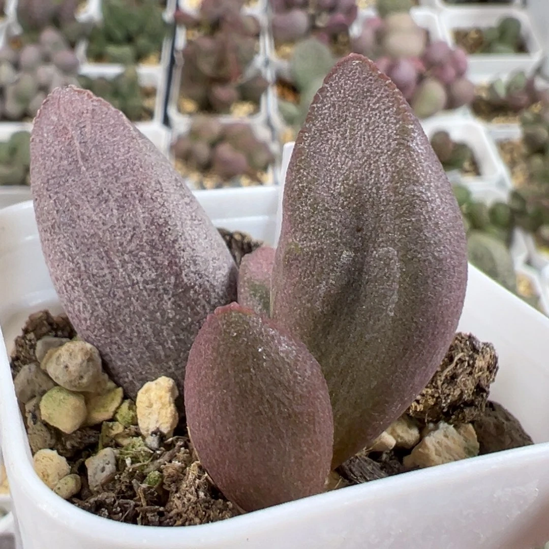 w甜心多肉植物水泡