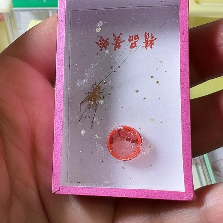 建***文蟋蟀哈哈哈哈哈哈哈哈哈哈