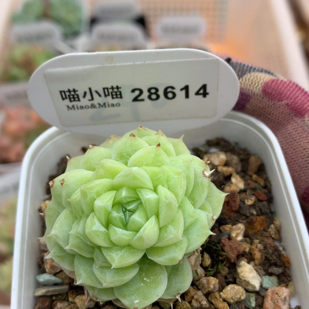 多肉植物麦秆珍妮