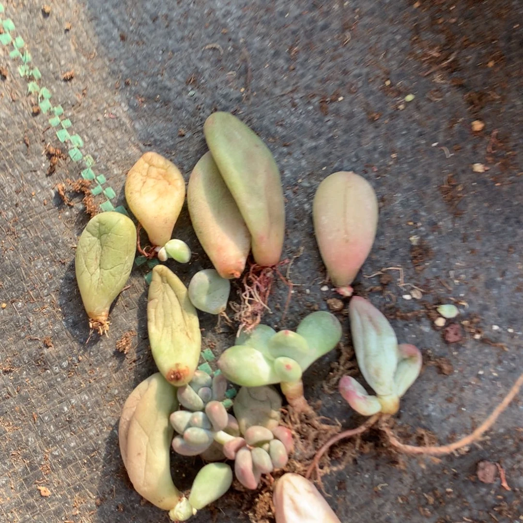 瑕疵特价无售后破叶片送的