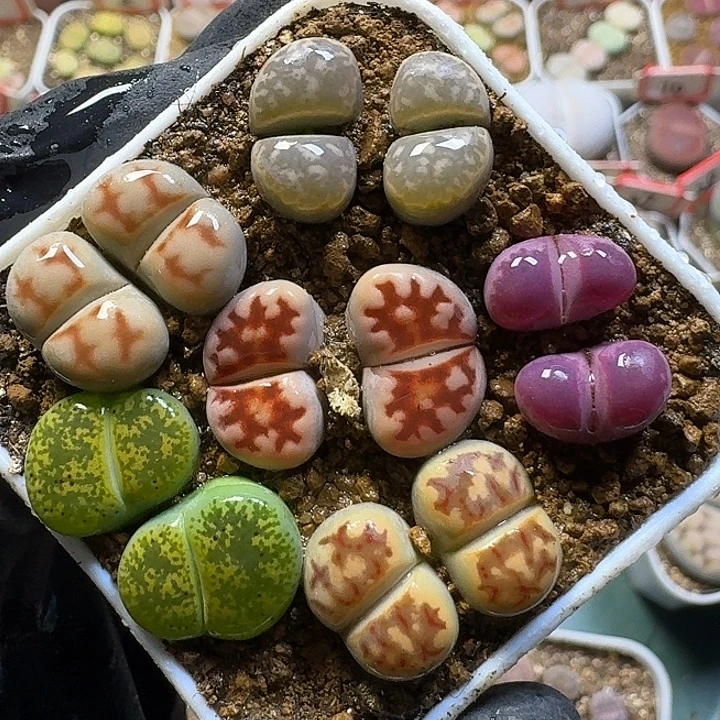 11111生石花。   110