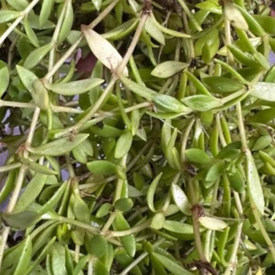 蛟哥优品 永嘉高山老鼠牙（半边莲）