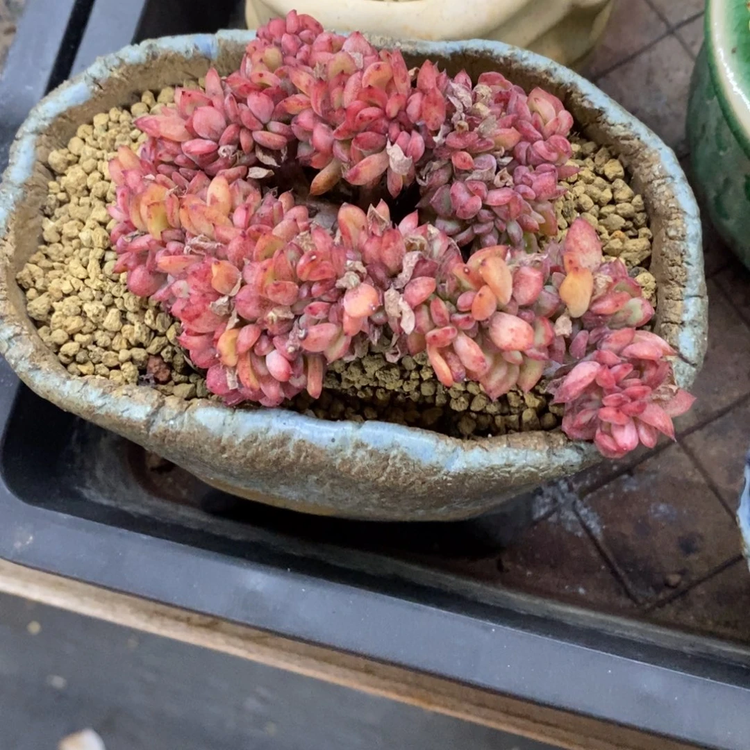 精品多肉一物一拍不包整245