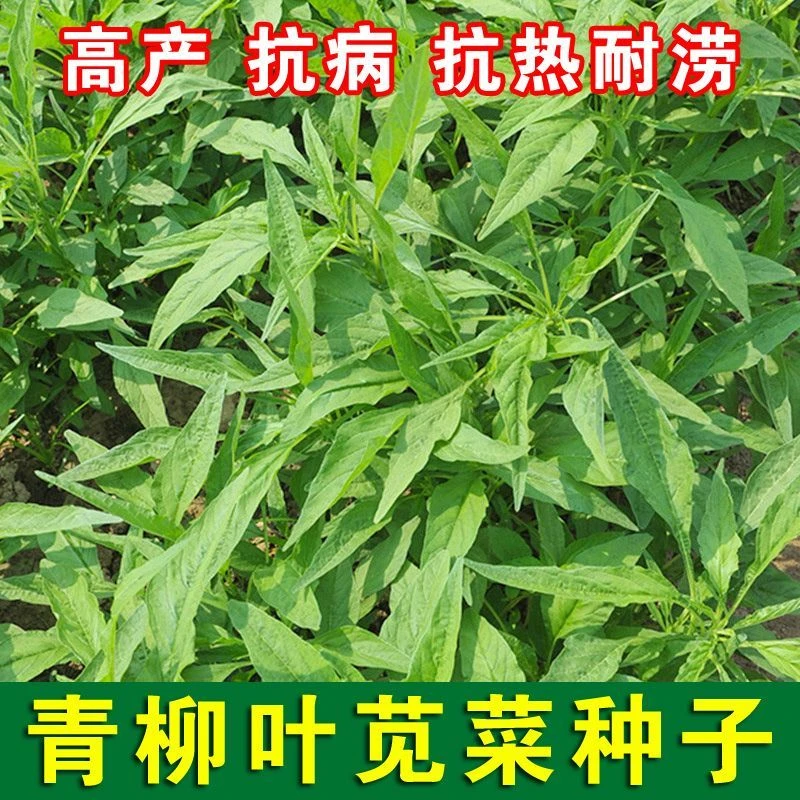 {新上青柳叶苋菜种籽小尖叶玉米菜种耐热白苋菜种孑阳台家庭盆栽