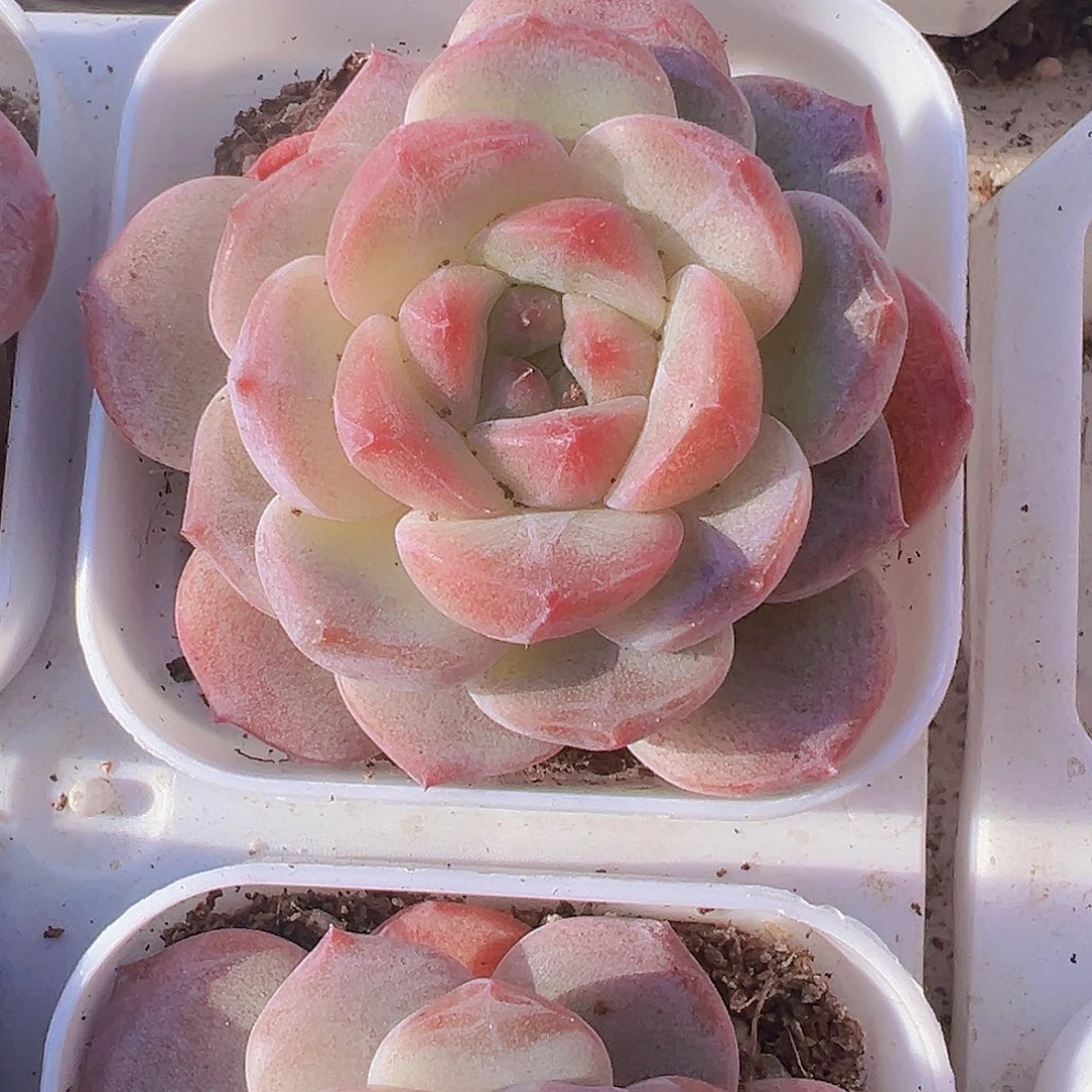 黛玉冰魄19包邮多肉