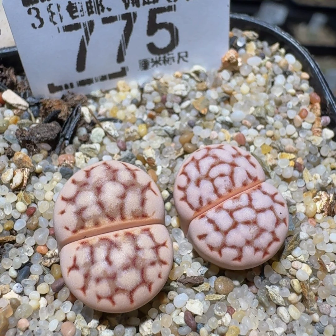 zzzz好可爱好可爱775