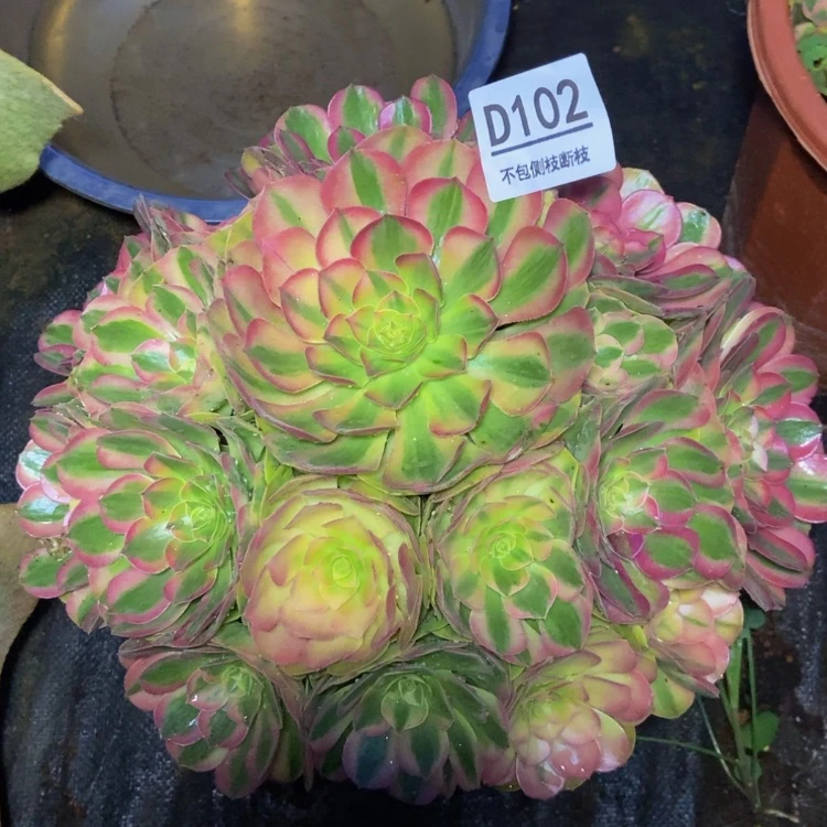 【闪购商品】102轮回多肉