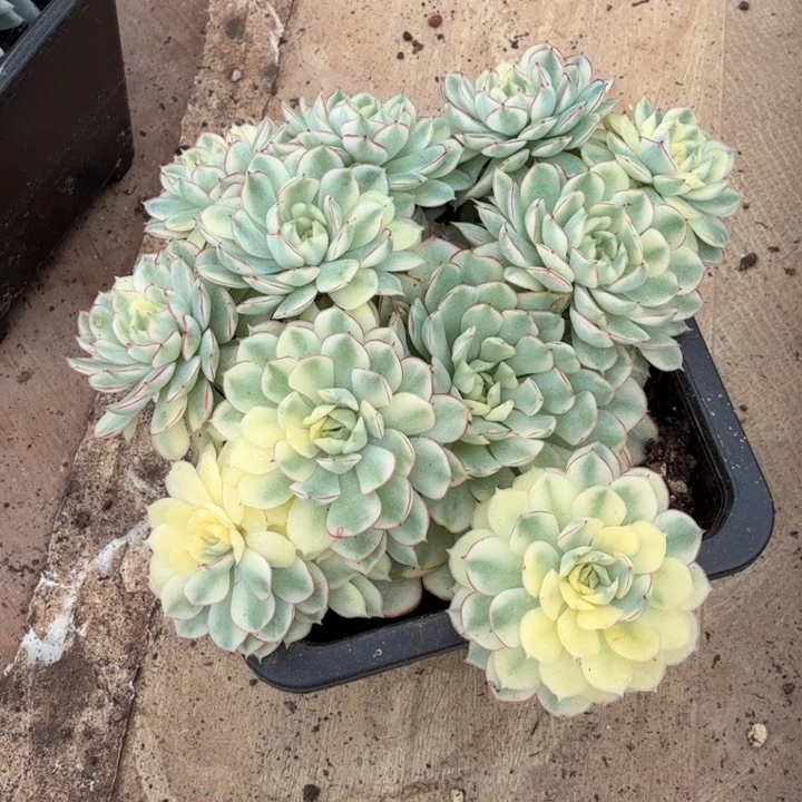 布*梦幻玫瑰超白锦捧花