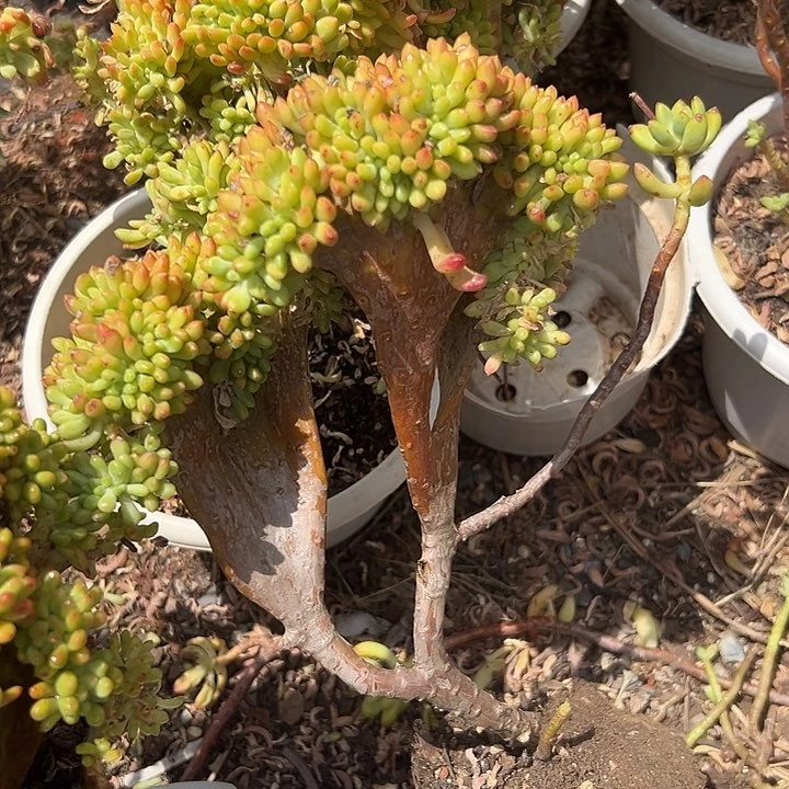 柠檬手指缀。