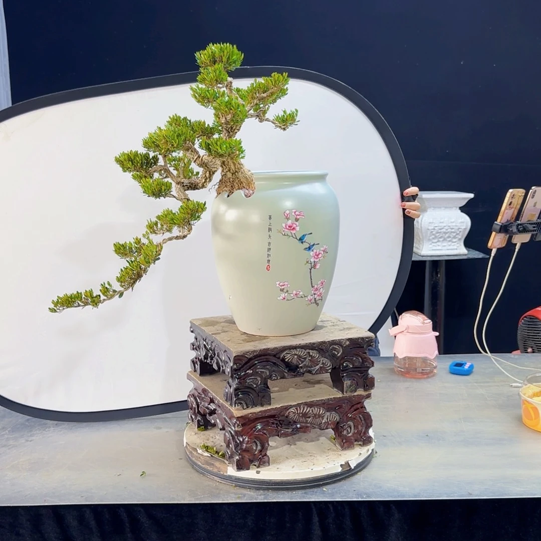 高端盆景艺术作品扬*