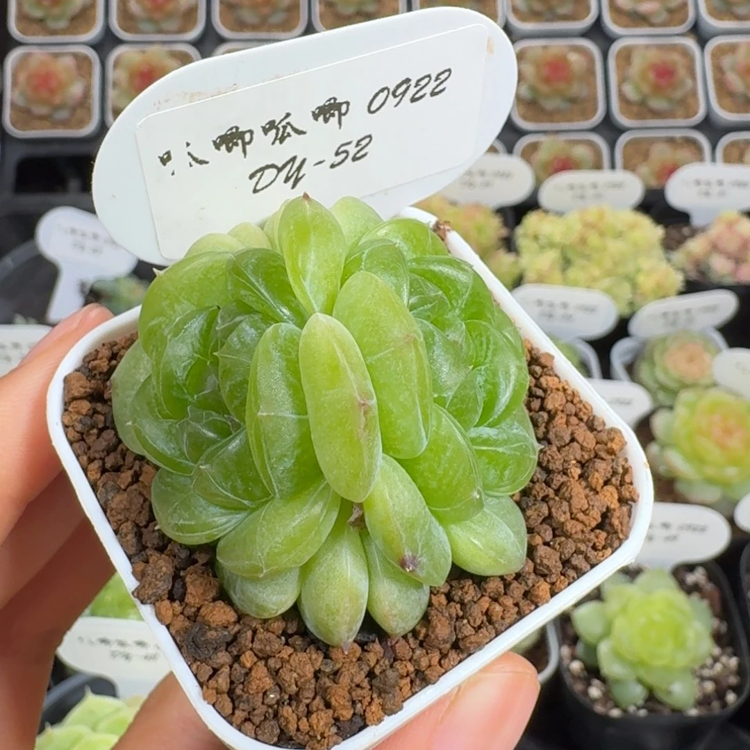 0922-52-松青双头一颗