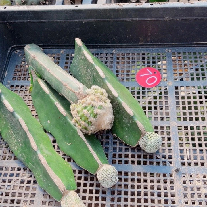 仙人球嫁接开花一筐70