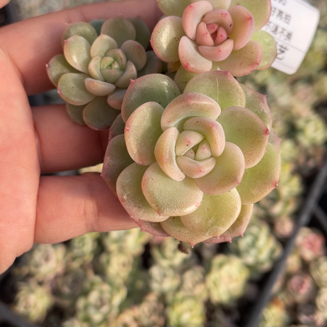 b90胖宝珍妮三个福利