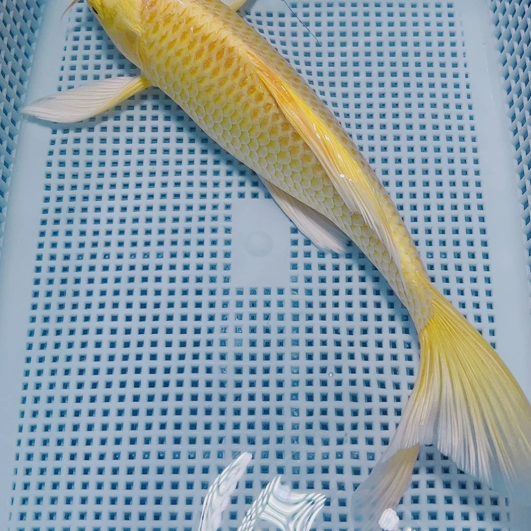 海水鱼锦鲤观赏鱼观世音